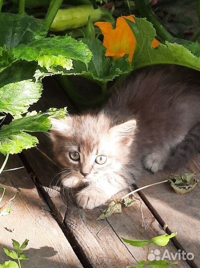 Отдам в добрые руки