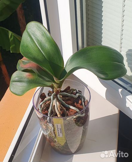 Орхидея фаленопсис