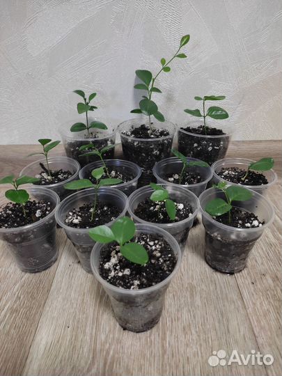 Мурайя метельчатая