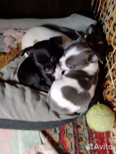 Той терьер, чихуахуа, карликовый пинчер