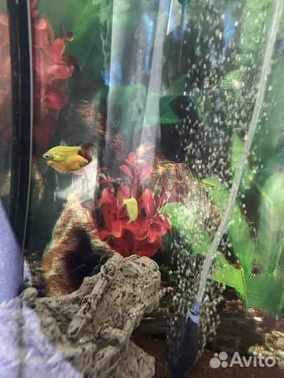 Продам рыб
