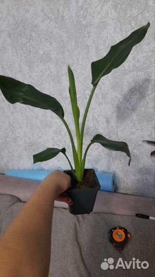 Цикас, кардолина,сирелиция регина