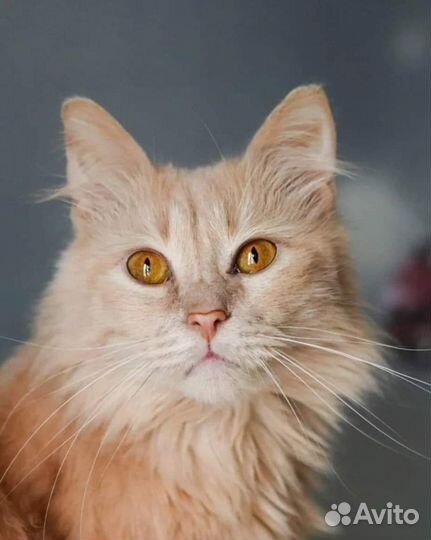 Красавец Даня из приюта ищет семью