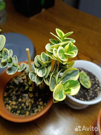 Карисса вариегатная