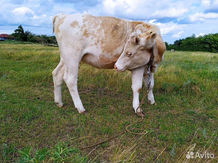 Телка на завод