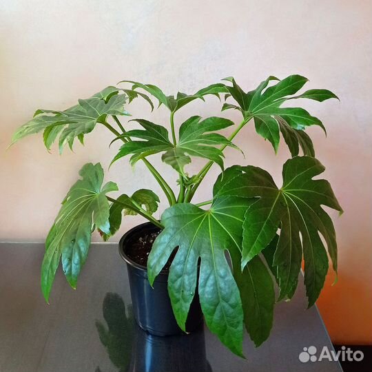 Фатсия комнатная