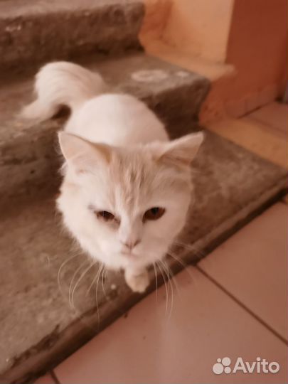 Кошка в дар