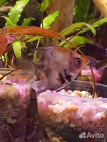 Аквариумные рыбки