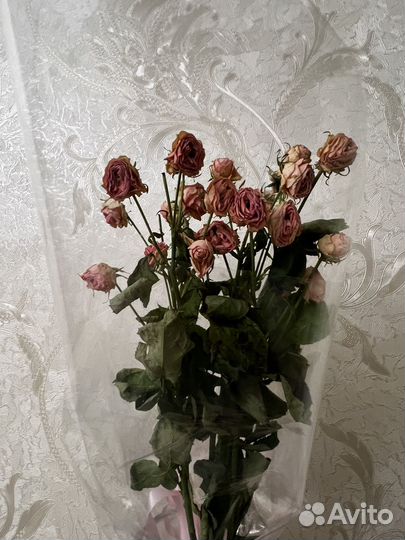 Сухоцветы