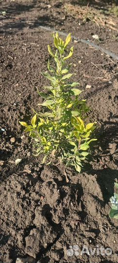 Кустарник Кариоптерис