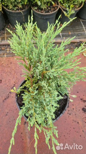 Можжевельник