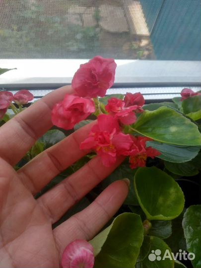 Махровая бегония. Цена 150