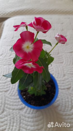 Катарантус