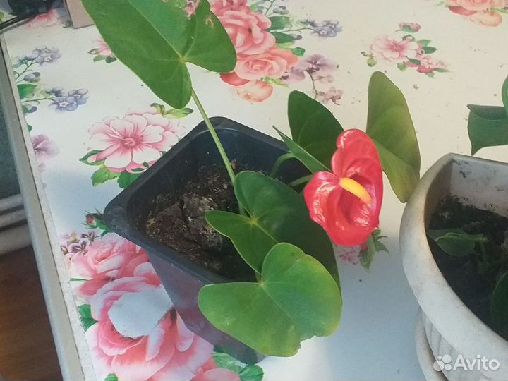 Антуриум мужское счастье