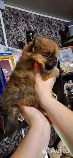 Щенки шпица