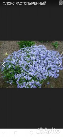 Флокс растопыренный