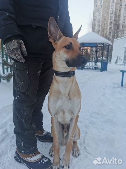 Метис бельгийской овчарки