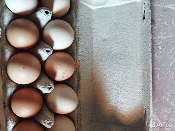 Домашние куриные яйца