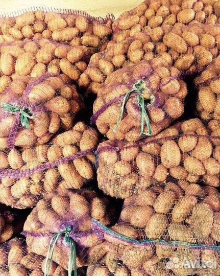 Семенной картофель