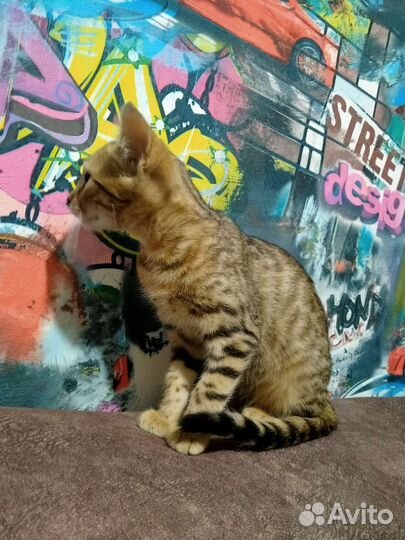 Бенгальская кошка