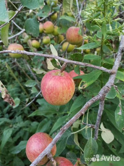 Яблоня крупномер саженцы