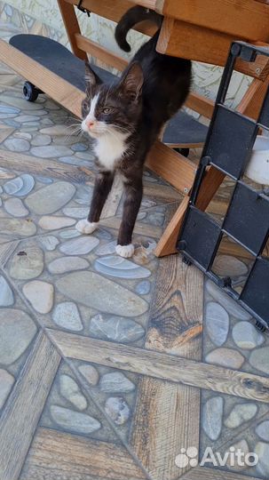 Просто котик