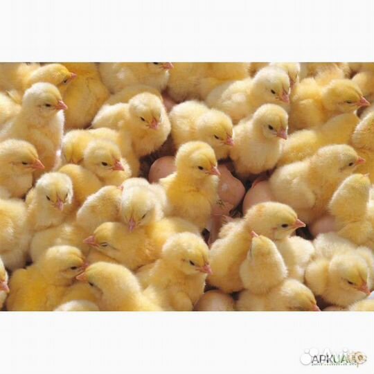 Бройлер Кобб 500