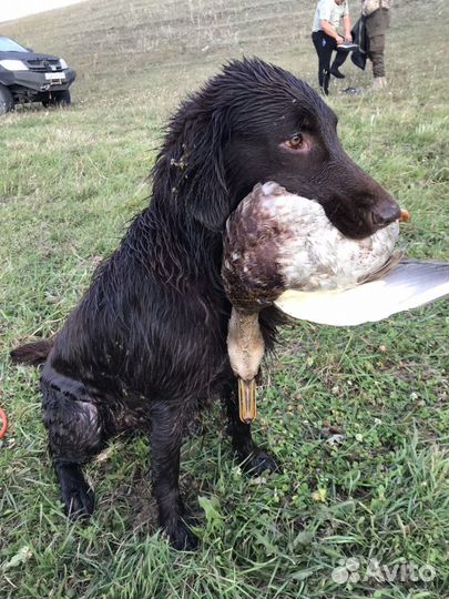 Как курцхаар, только лучше
