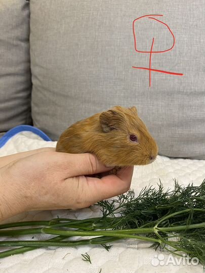 Морская свинка