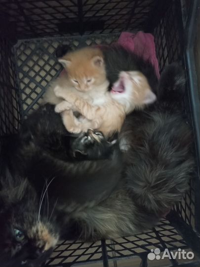 Котята в добрые руки