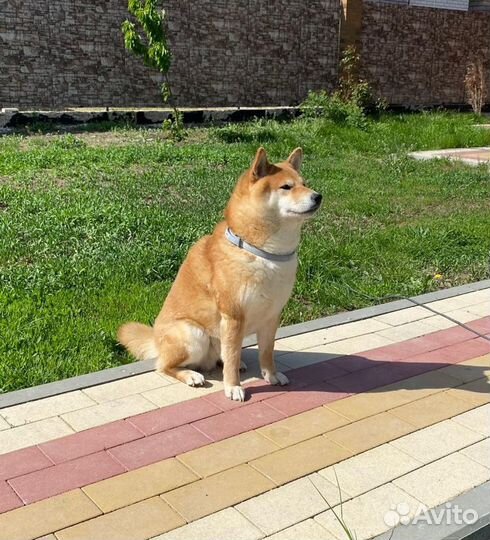 Сиба ину вязка