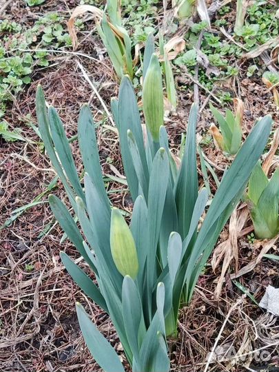 Гиацинты, нарциссы