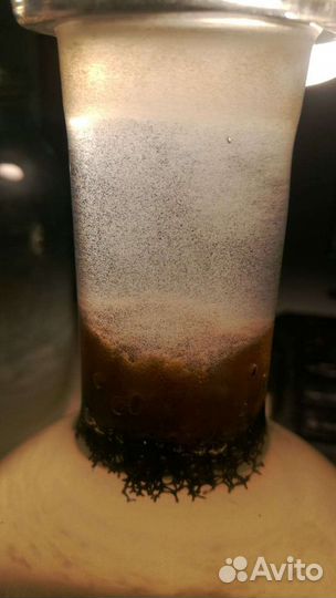 Культуры червей для кормления рыб