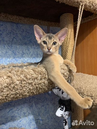 Абиссинские котята