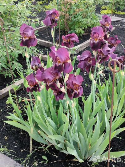 Ирисы сортовые