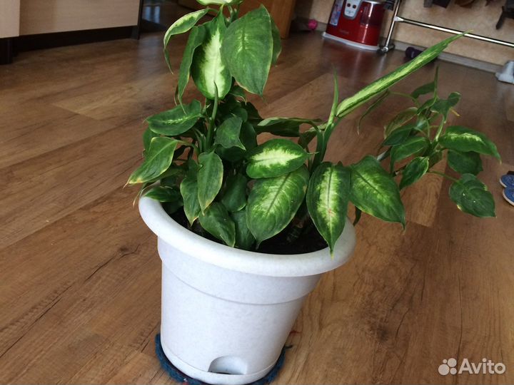 Дифенбахия