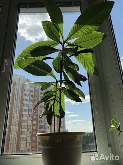 Мушмула японская