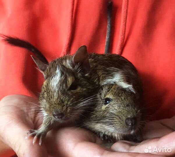 Белка дегу 2 сестры (продаются только вместе)