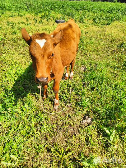 Корова высокоудойная