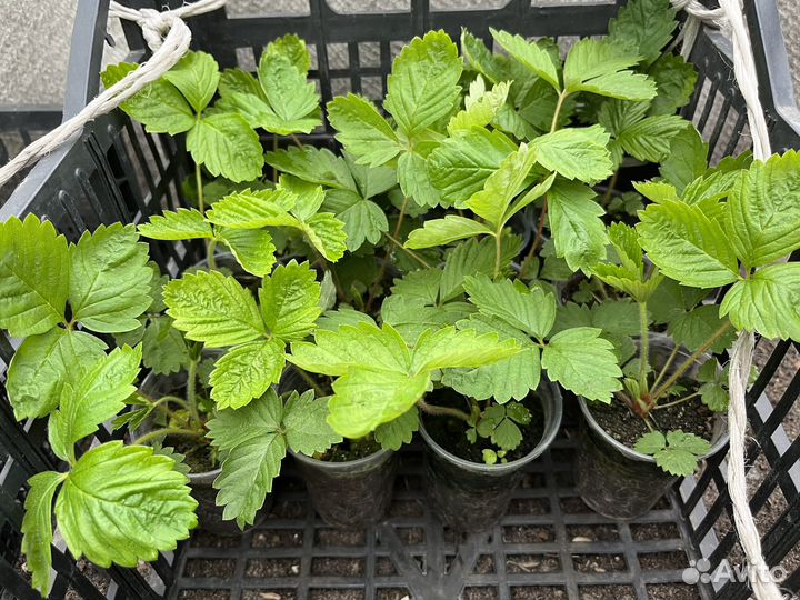 Земляника ремонтантная рассада