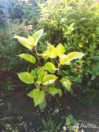 Гортензия аннабель