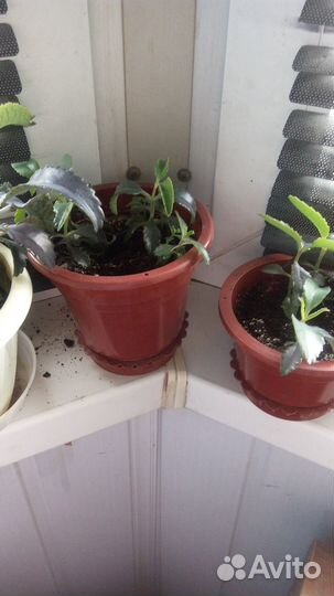 Комнатные цветы каланхоэ