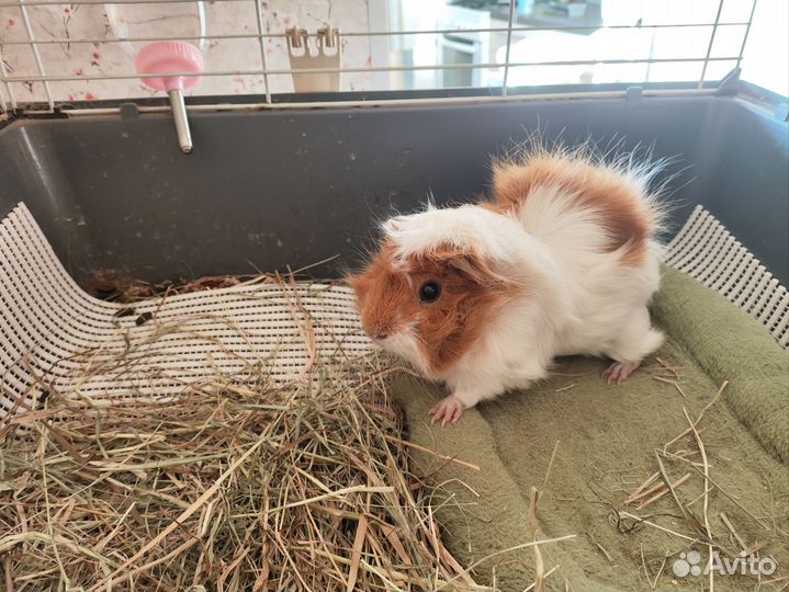 Морские свинки с клеткой