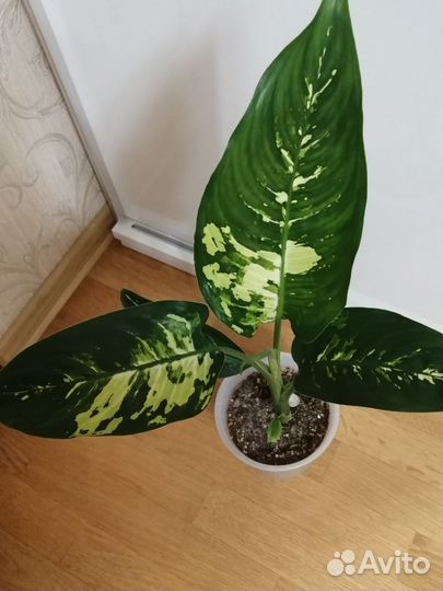 Комнатные цветы