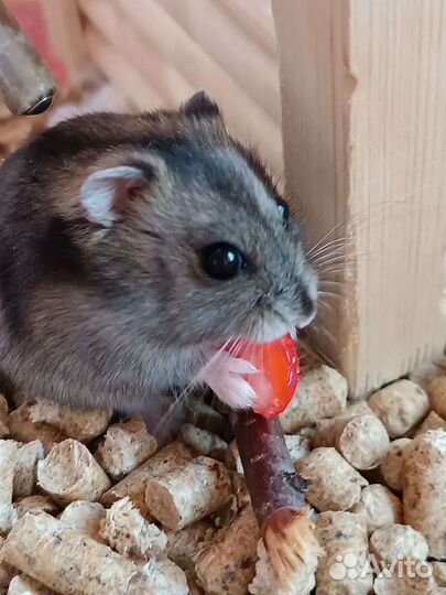 Джунгарский хомяк бесплатно