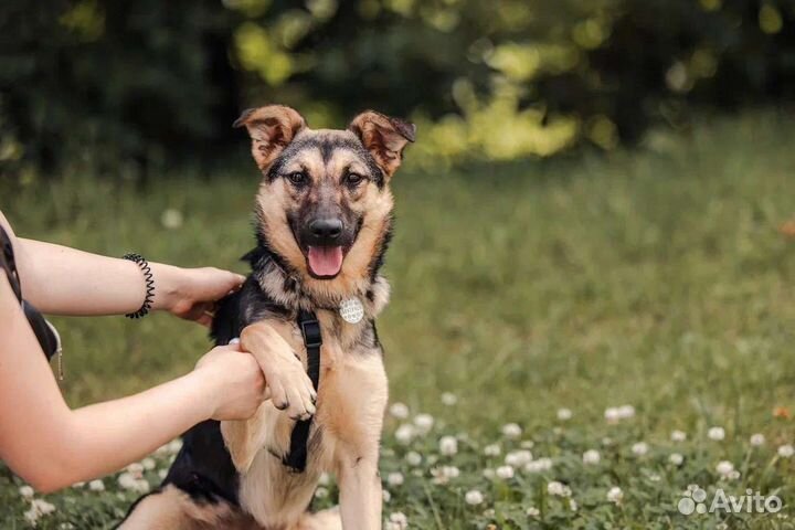 Собака в добрые руки