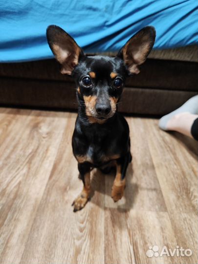 Вязка той-терьер кобель