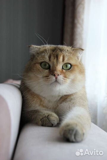 Шотландский кот вязка
