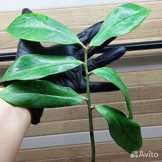 Замиокулькас черный вариегатный и Empreror