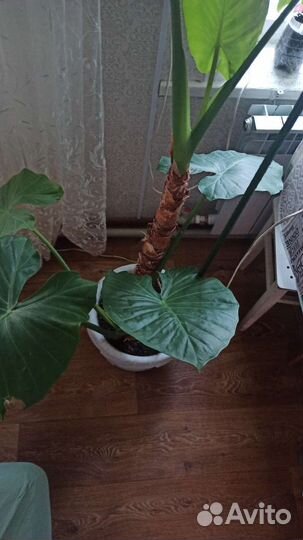 Алоказия арма